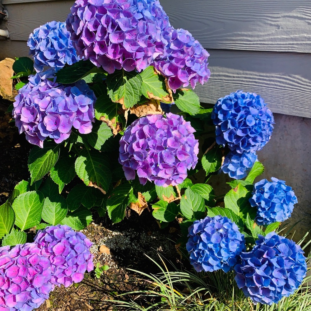 Meet your Posher, Carolia